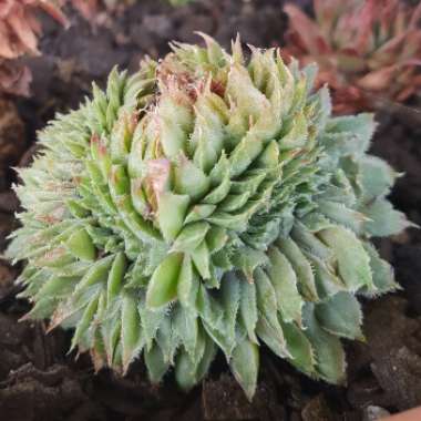 Sempervivum 'Grey Lady'