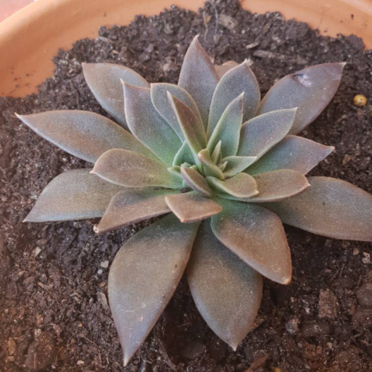 plant image 930134