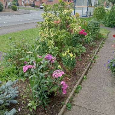 Gwennie's garden