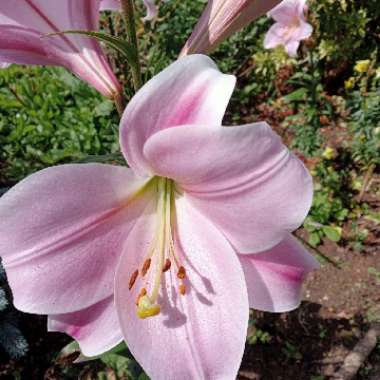 Gwennie's garden
