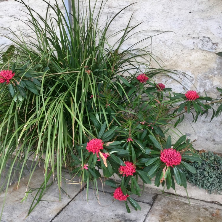 plant image 1010347