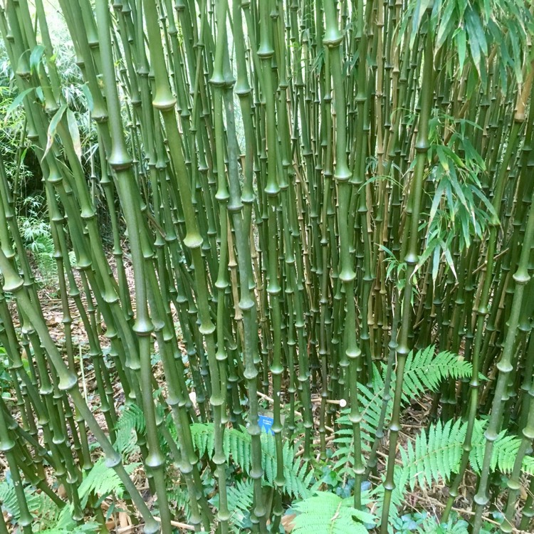 Plant image Chimonobambusa tumidissinoda