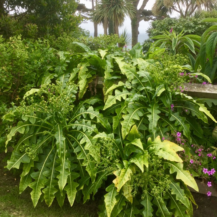 plant image 1336817
