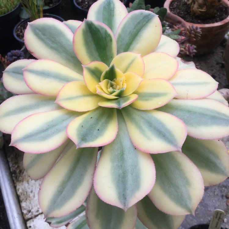 plant image 1412546