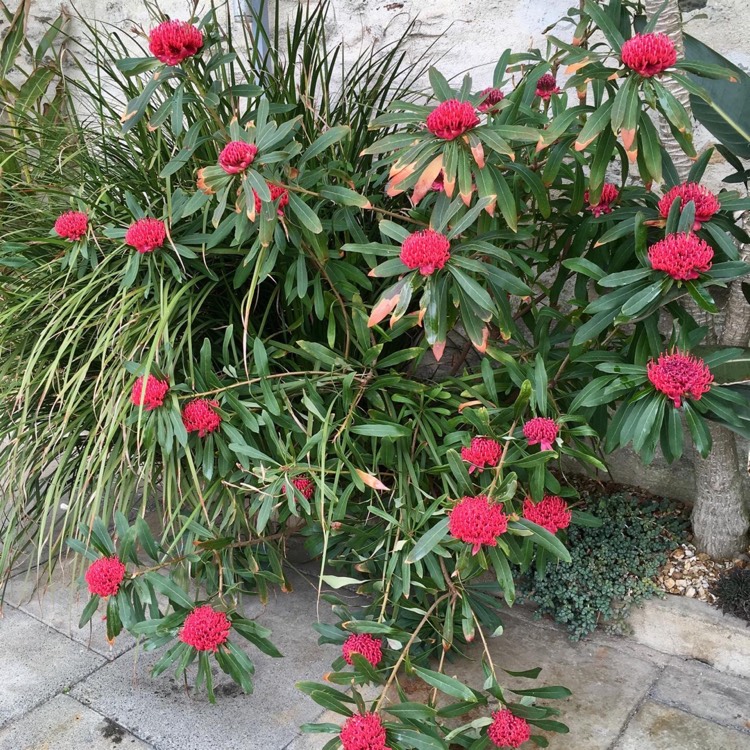 plant image 1482000
