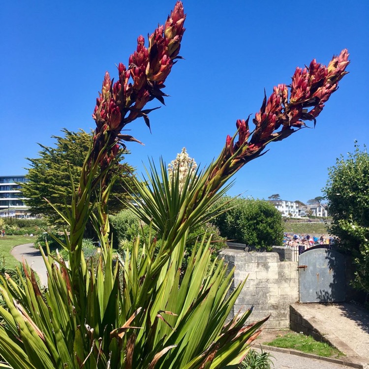 plant image 1489022