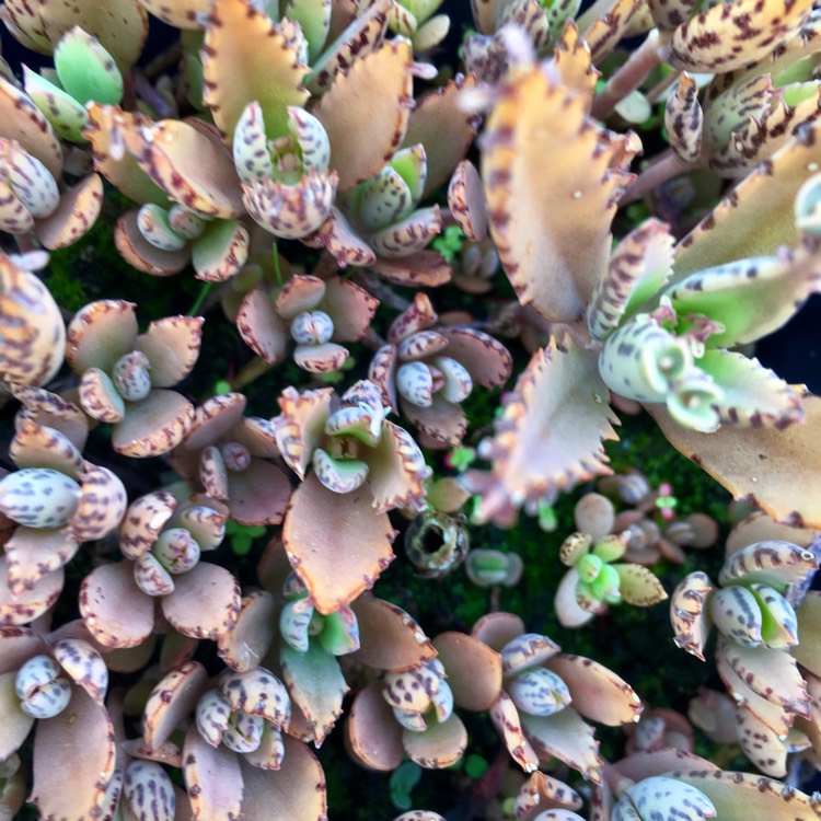 Plant image Kalanchoe x Houghtonii