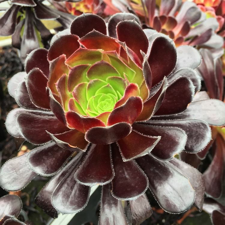 Aeonium Voodoo, Aeonium 'Voodoo' - uploaded by @hayleyaj