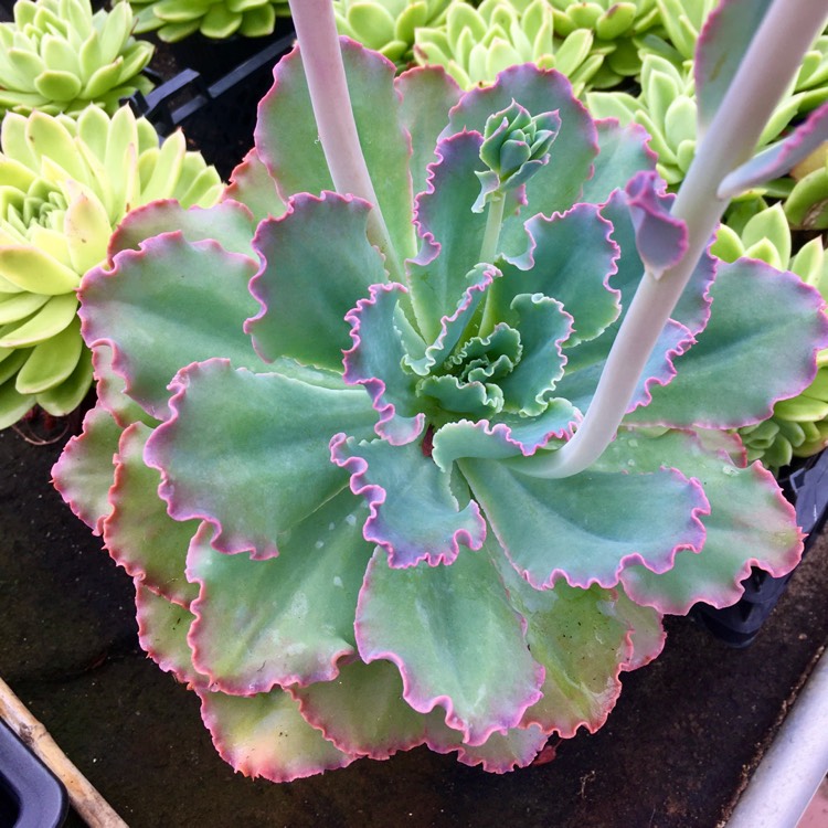plant image 1508064 plant image 1508064