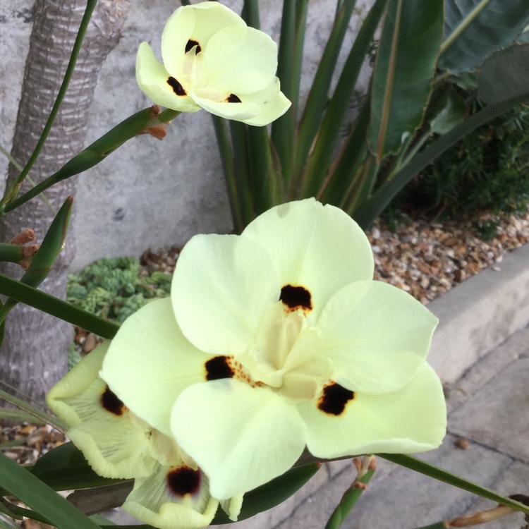Plant image Dietes bicolor