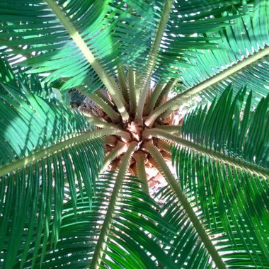 Cycas revoluta