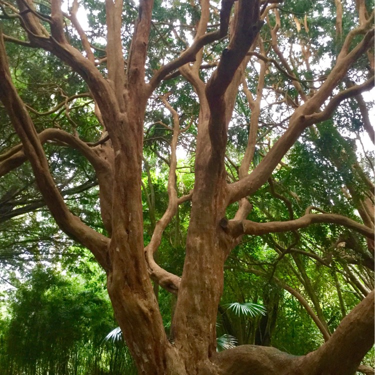 plant image 283108