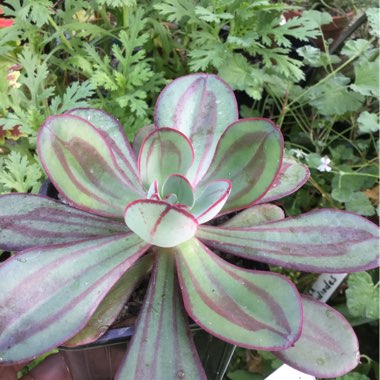 Echeveria Multicaulis