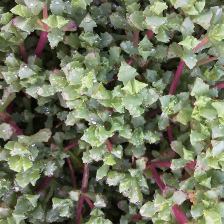 Plant image Oscularia deltoides 'Schwantes'