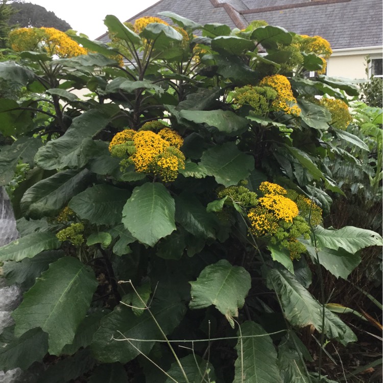 plant image 292223
