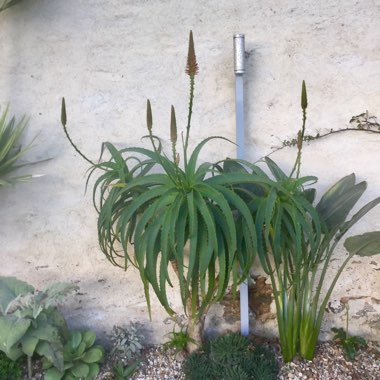 Aloe Arborescens