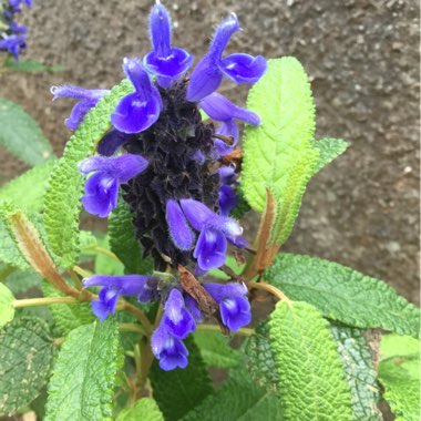 Salvia corrugata