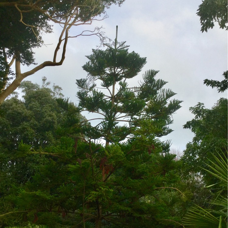 Plant image Araucaria heterophylla