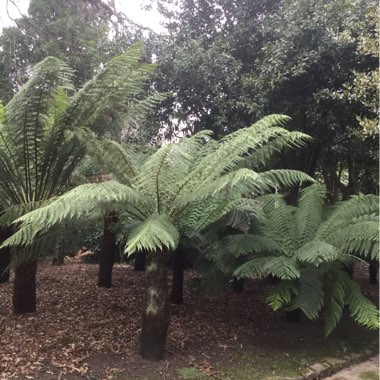 Dicksonia antarctica