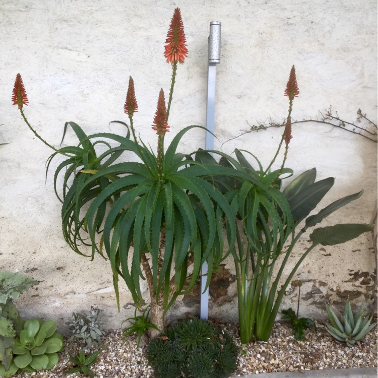 plant image 309607 plant image 309607