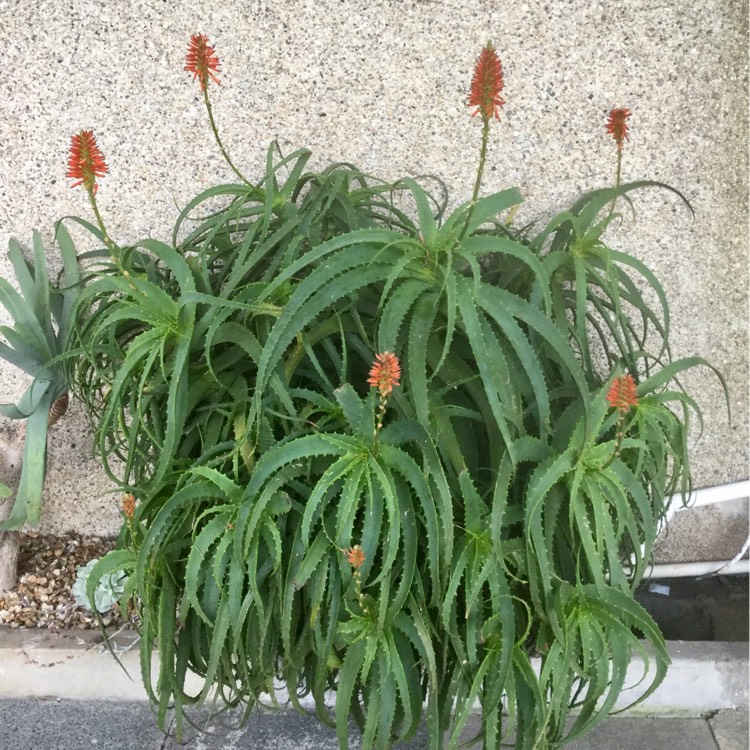 plant image 309608 plant image 309608