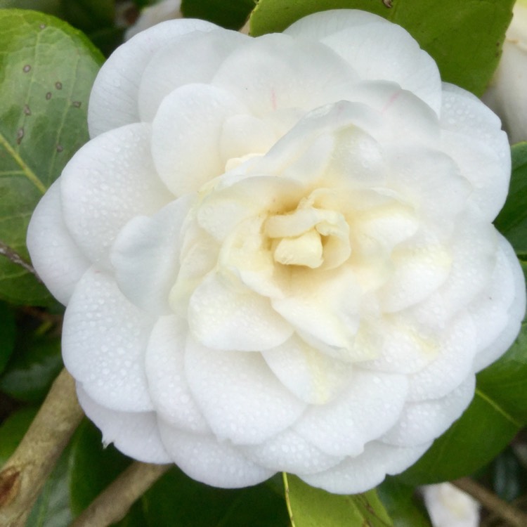plant image 315839 plant image 315839
