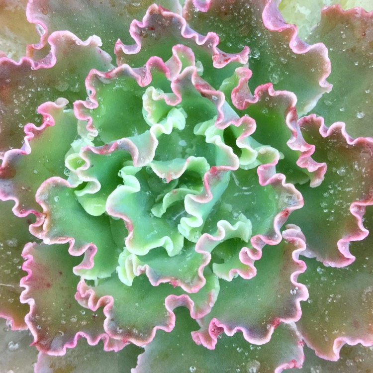 plant image 328381 plant image 328381