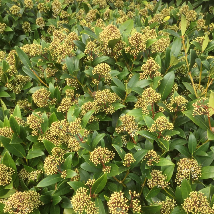 Plant image Skimmia japonica 'Finchy'