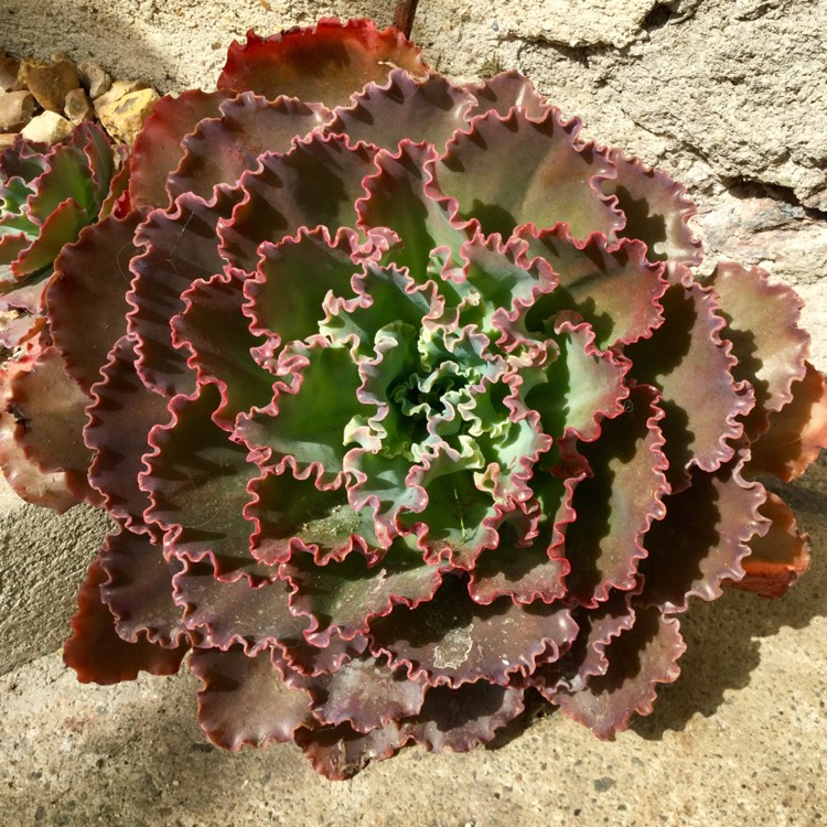 Plant image Echeveria Shaviana Pink Frills
