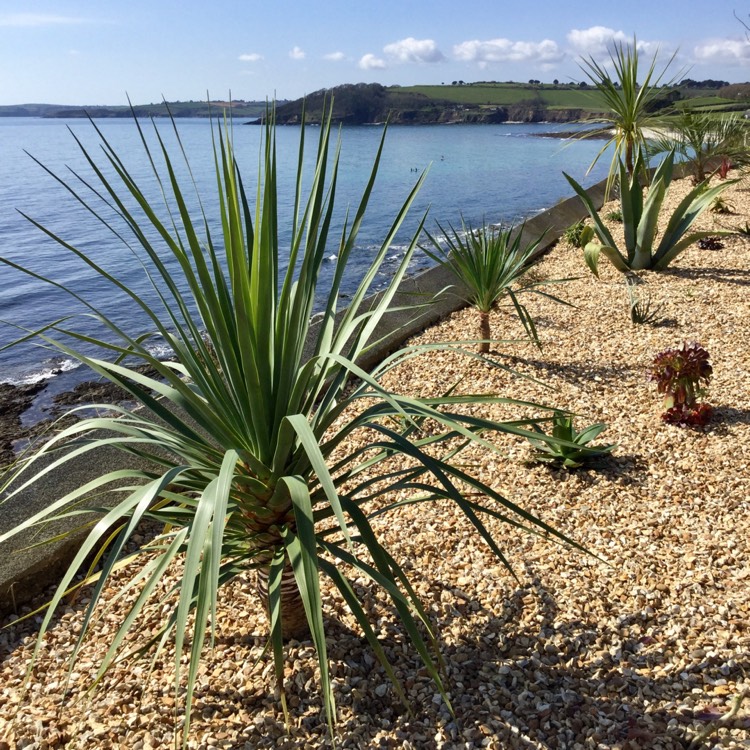 Plant image Dracaena Draco
