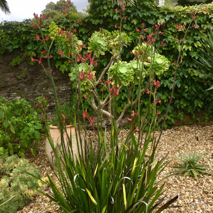 Plant image Anigozanthos 'Bush Inferno'