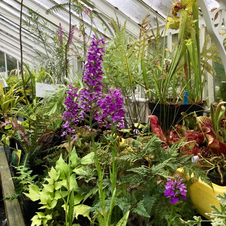 Plant image Dactylorhiza x grandis