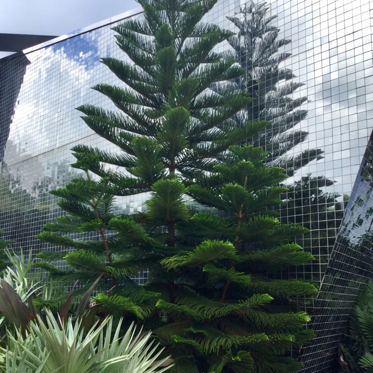 Plant image Araucaria heterophylla