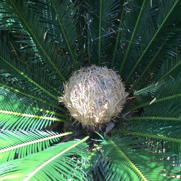 plant image 501385