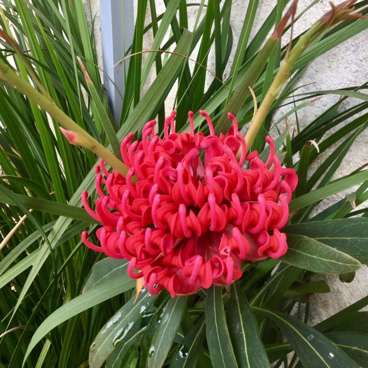 Plant image Telopea speciosissima