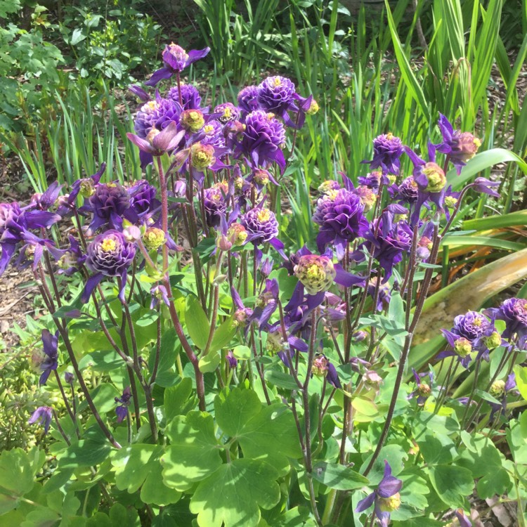 plant image 682745
