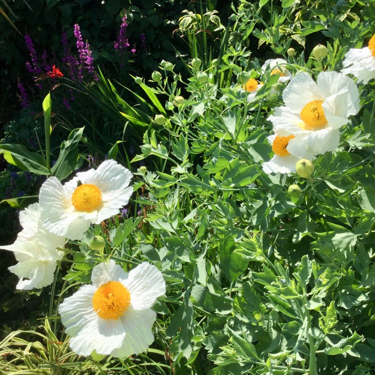 plant image 775682 plant image 775682