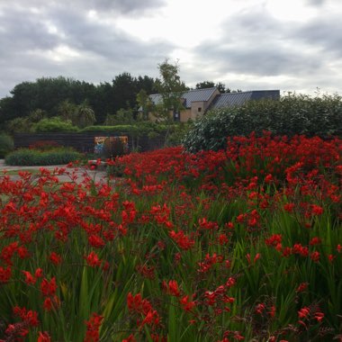 Crocosmia 'Lucifer'