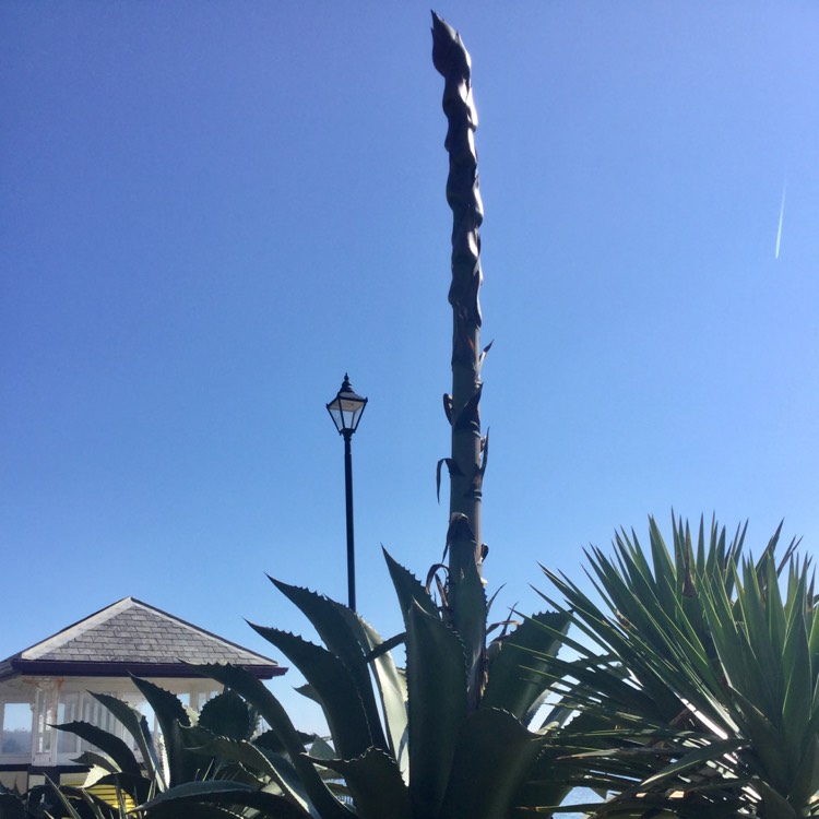 plant image 973217
