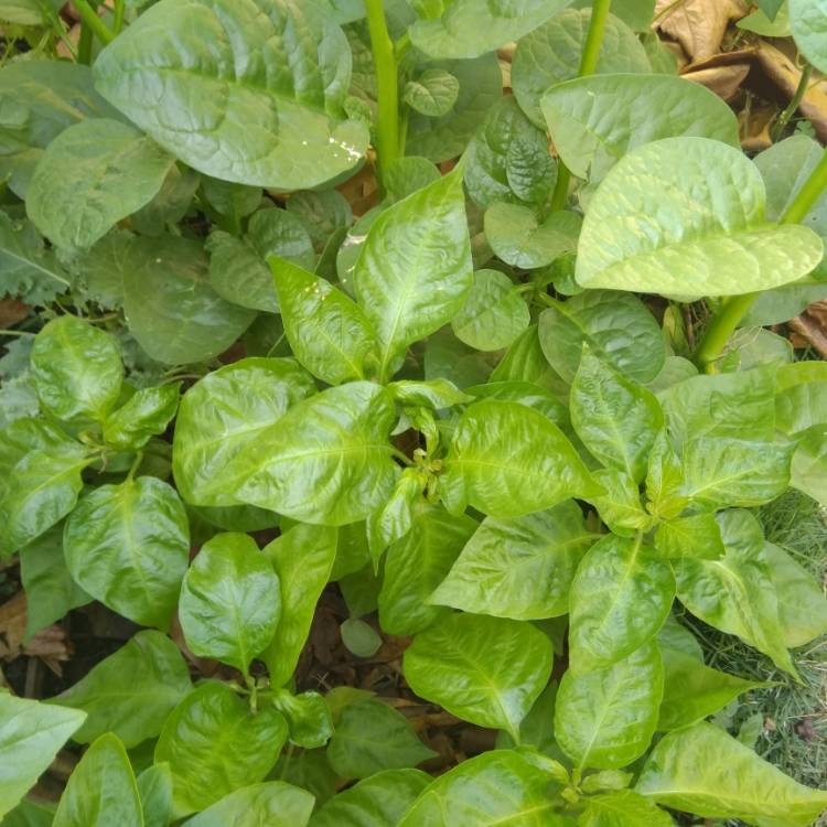 Plant image Capsicum chinensis 'Caribbean Red Habanero'