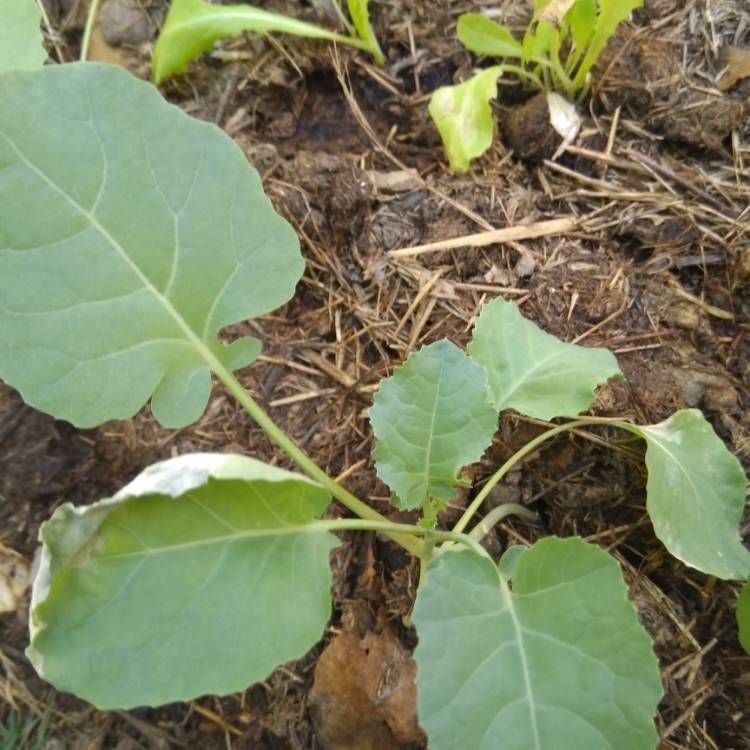 Plant image Brassica Rapa