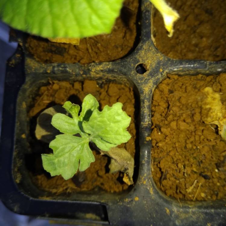 Plant image Cucumis Melo