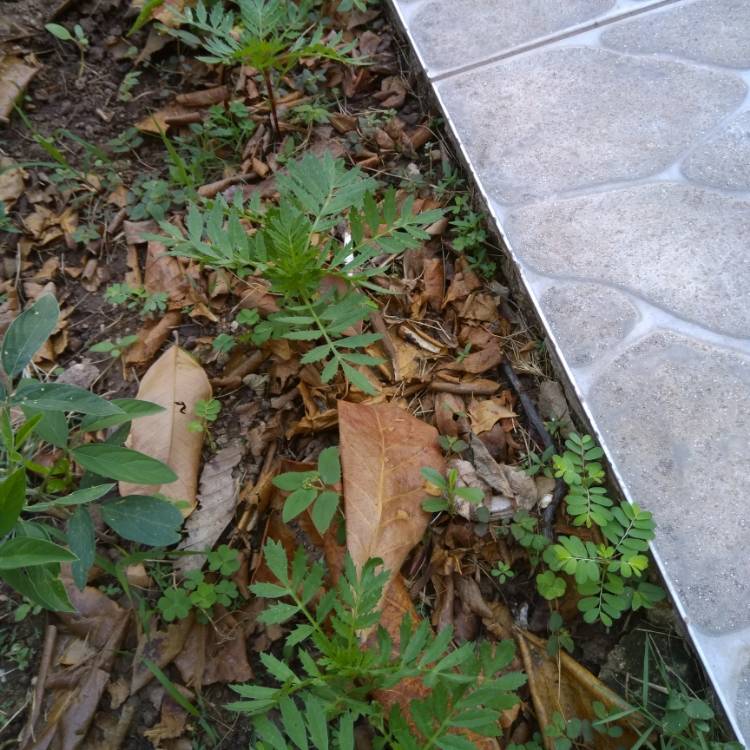 plant image 1011019