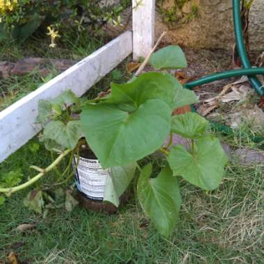 Sweet Potato