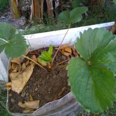 Strawberry 'Frau Mieze Schindler'