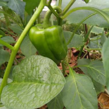 Sweet Pepper