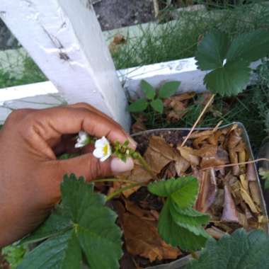 Strawberry