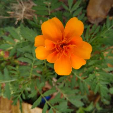 French Marigold 'Bonanza Yellow'