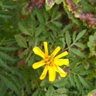 African Marigold