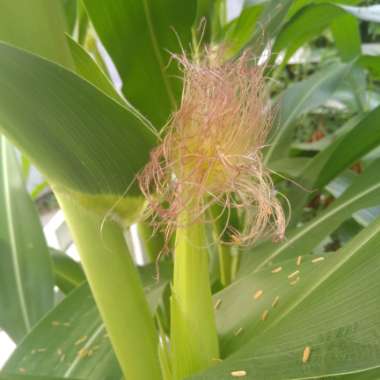 Sweet Corn